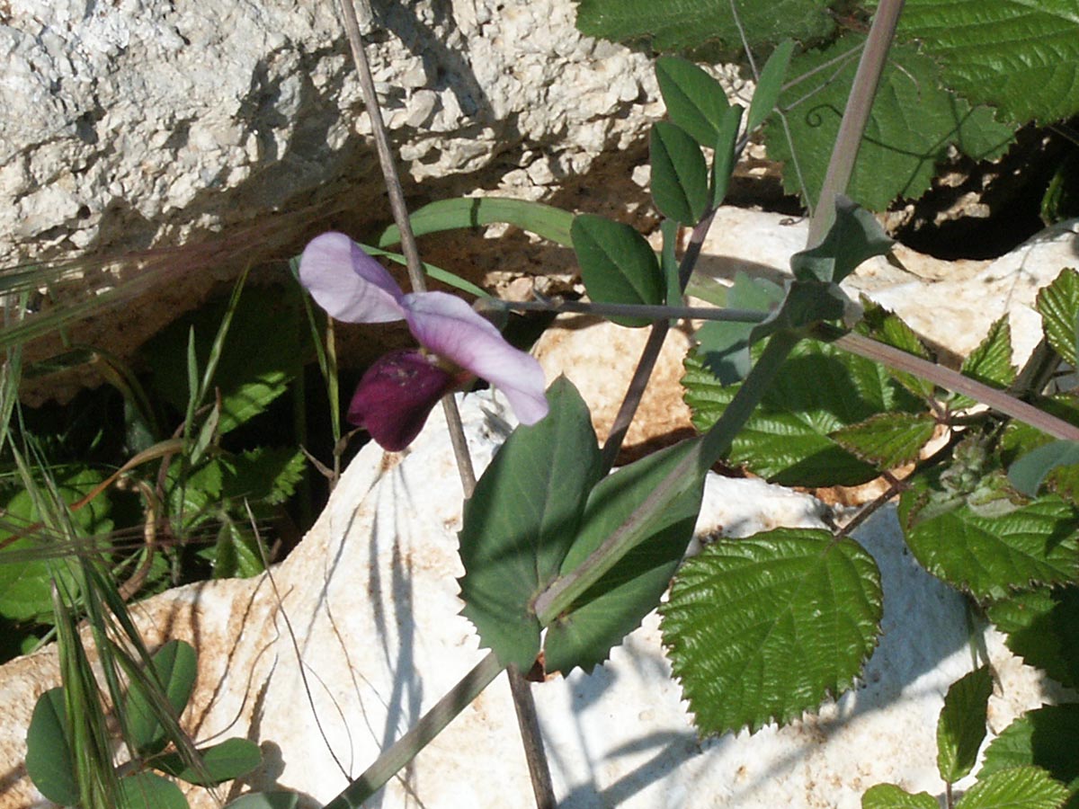 Blüte, Nebenblätter